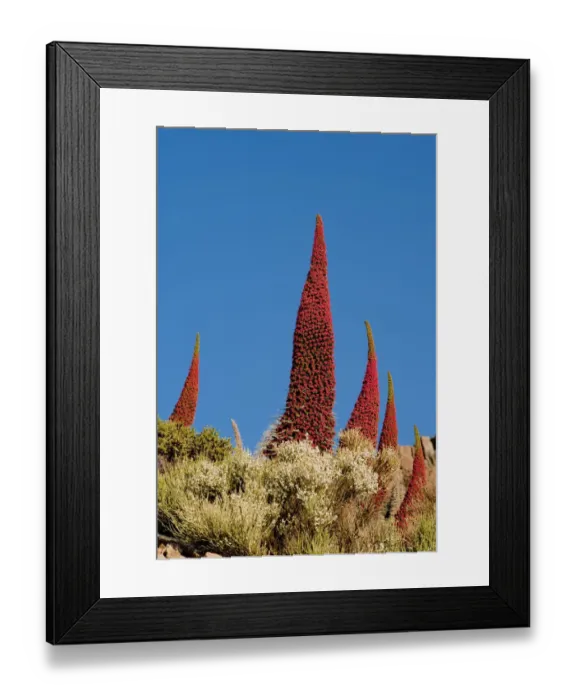 Framed Print : Red giant tajinaste / Mount Teide blugloss (Echium wildpretii) flowers, Teide National Park Framed Print : Red giant tajinaste / Mount Teide blugloss (Echium wildpretii) flowers, Teide National Park