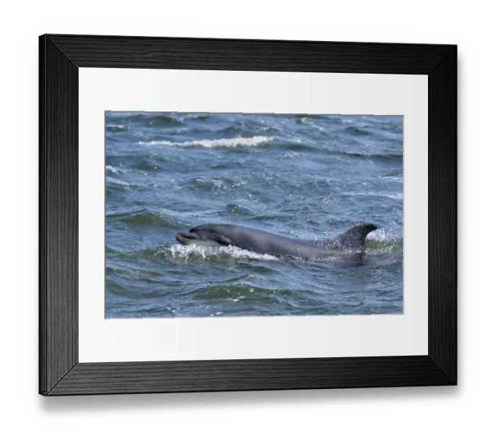 Framed Print : Bottlenosed dolphin (Tursiops truncatus) surfacing, Moray Firth, Nr Inverness, Scotland Framed Print : Bottlenosed dolphin (Tursiops truncatus) surfacing, Moray Firth, Nr Inverness, Scotland