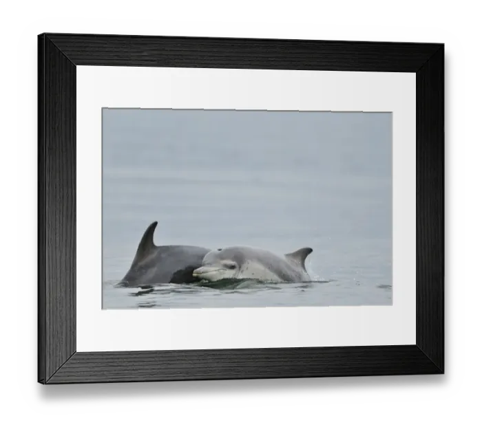 Framed Print : Female Bottlenosed dolphin (Tursiops truncatus) with calf surfacing, Moray Firth Framed Print : Female Bottlenosed dolphin (Tursiops truncatus) with calf surfacing, Moray Firth