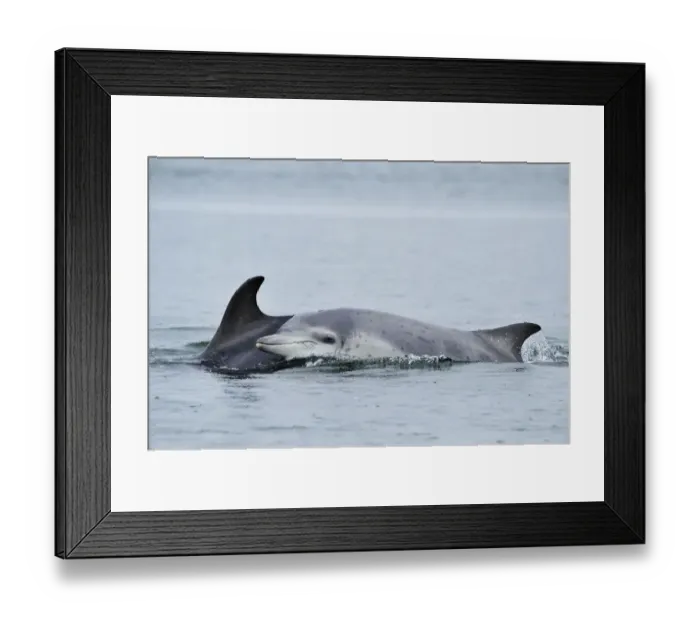 Framed Print : Female Bottlenosed dolphin (Tursiops truncatus) with calf surfacing, Moray Firth Framed Print : Female Bottlenosed dolphin (Tursiops truncatus) with calf surfacing, Moray Firth