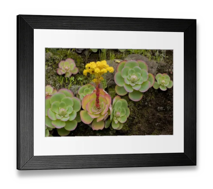 Framed Print : Bejeque (Aeonium / Greenovia diplocyla) in flower, La Palma, Canary Islands, Spain Framed Print : Bejeque (Aeonium / Greenovia diplocyla) in flower, La Palma, Canary Islands, Spain
