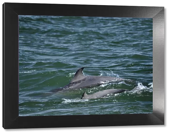 Two Bottlenosed dolphins (Tursiops truncatus) surfacing, Moray Firth, Nr Inverness