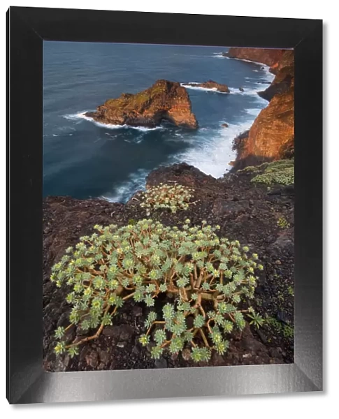 Sweet tabaiba  /  Tabaiba dulce (Euphorbia balsamifera) growing on cliff top, Punta
