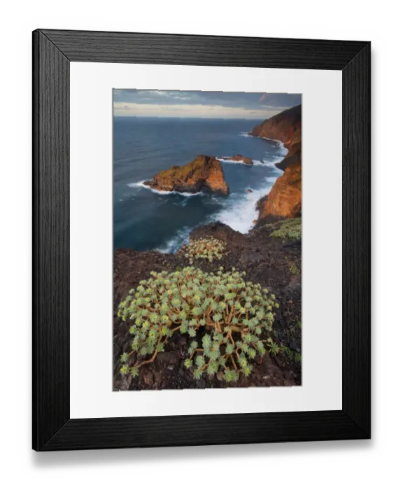 Framed Print : Sweet tabaiba / Tabaiba dulce (Euphorbia balsamifera) growing on cliff top, Punta Framed Print : Sweet tabaiba / Tabaiba dulce (Euphorbia balsamifera) growing on cliff top, Punta
