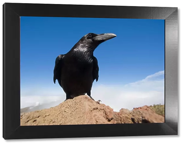 Common raven (Corvus corax) perched on rock, La Caldera de Taburiente National Park