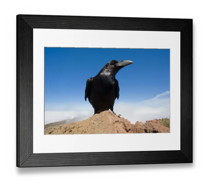 Framed Print : Common raven (Corvus corax) perched on rock, La Caldera de Taburiente National Park Framed Print : Common raven (Corvus corax) perched on rock, La Caldera de Taburiente National Park