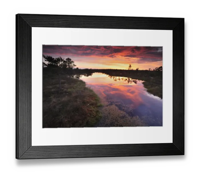 Framed Print : Bog at sunset, Kemeri National Park, Latvia, June 2009 Framed Print : Bog at sunset, Kemeri National Park, Latvia, June 2009