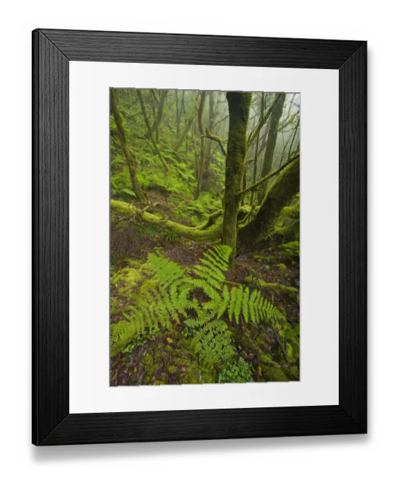 Framed Print : Laurisilva forest, Laurus azorica among other trees in Garajonay National Park, La Gomera Framed Print : Laurisilva forest, Laurus azorica among other trees in Garajonay National Park, La Gomera