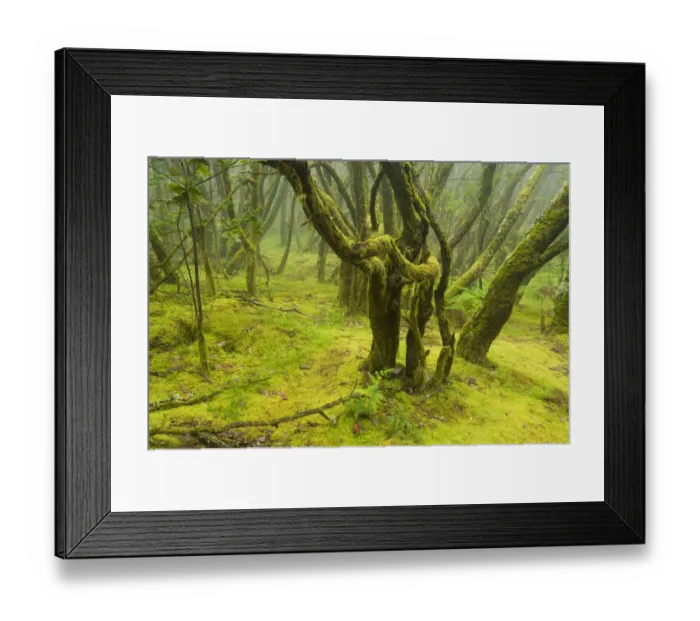 Framed Print : Laurisilva forest, Laurus azorica among other trees Garajonay National Park, La Gomera Framed Print : Laurisilva forest, Laurus azorica among other trees Garajonay National Park, La Gomera
