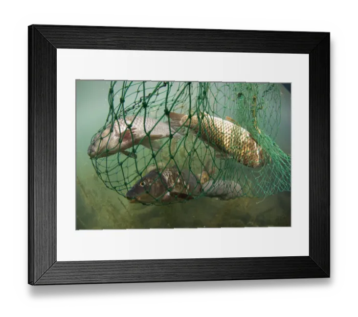 Framed Print : Fish caught in net, Lake Skadar, Lake Skadar National Park, Montenegro, May 2008 Framed Print : Fish caught in net, Lake Skadar, Lake Skadar National Park, Montenegro, May 2008