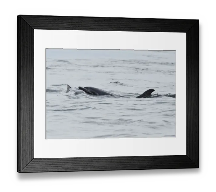 Framed Print : Female Bottlenosed dolphin (Tursiops truncatus) with sea trout, Moray Firth, Nr Inverness Framed Print : Female Bottlenosed dolphin (Tursiops truncatus) with sea trout, Moray Firth, Nr Inverness