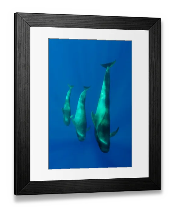 Framed Print : Three Shortfin pilot whales (Globicephala macrorhynchus) Canary Islands, Spain, Europe Framed Print : Three Shortfin pilot whales (Globicephala macrorhynchus) Canary Islands, Spain, Europe