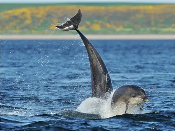 Bottlenosed dolphins (Tursiops truncatus) one jumping the other surfacing, Moray Firth