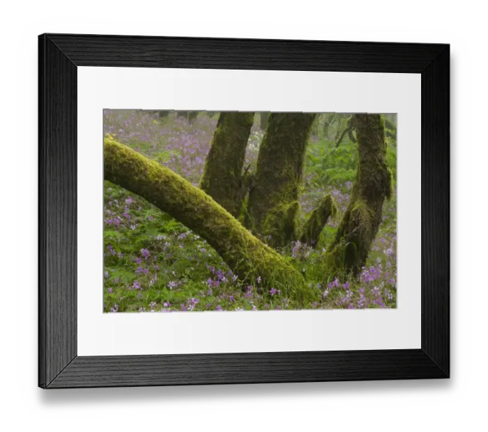 Framed Print : Laurisilva forest, Laurus azorica among other trees and flowering Geraniums (Geranium Framed Print : Laurisilva forest, Laurus azorica among other trees and flowering Geraniums (Geranium