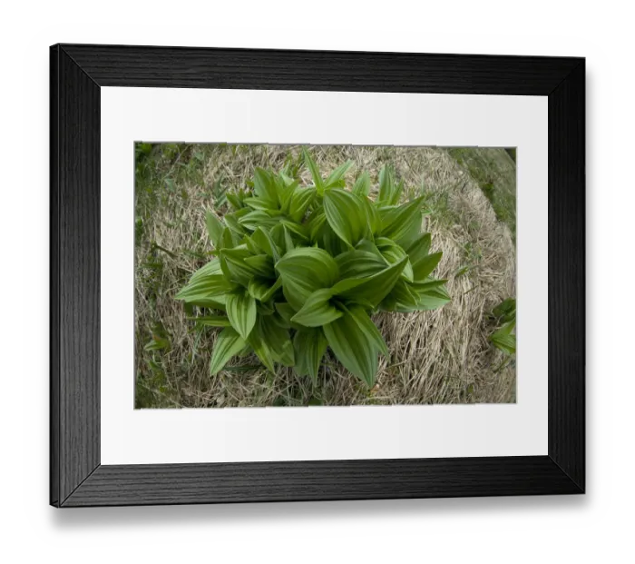 Framed Print : Black hellebore (Veratrum nigrum) Durmitor NP, Montenegro, May 2008 Framed Print : Black hellebore (Veratrum nigrum) Durmitor NP, Montenegro, May 2008