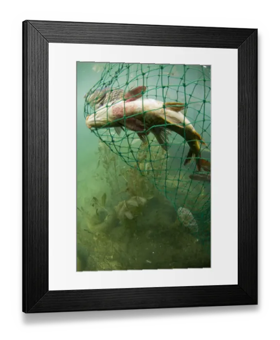 Framed Print : Fish caught in nets, Lake Skadar, Lake Skadar National Park, Montenegro, May 2008 Framed Print : Fish caught in nets, Lake Skadar, Lake Skadar National Park, Montenegro, May 2008