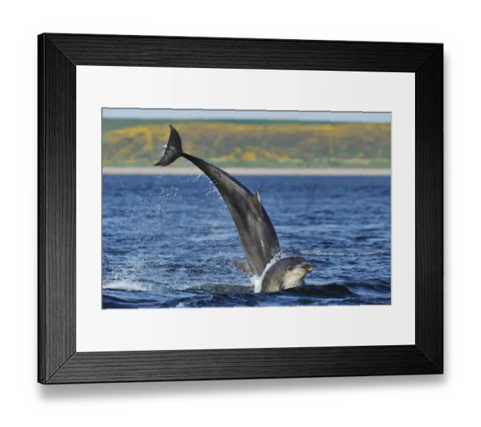 Framed Print : Bottlenosed dolphins (Tursiops truncatus) one jumping the other surfacing, Moray Firth Framed Print : Bottlenosed dolphins (Tursiops truncatus) one jumping the other surfacing, Moray Firth