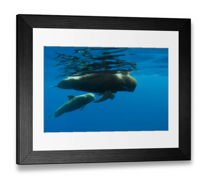 Framed Print : Shortfin pilot whale (Globicephala macrorhynchus) with baby, Canary Islands, Spain Framed Print : Shortfin pilot whale (Globicephala macrorhynchus) with baby, Canary Islands, Spain