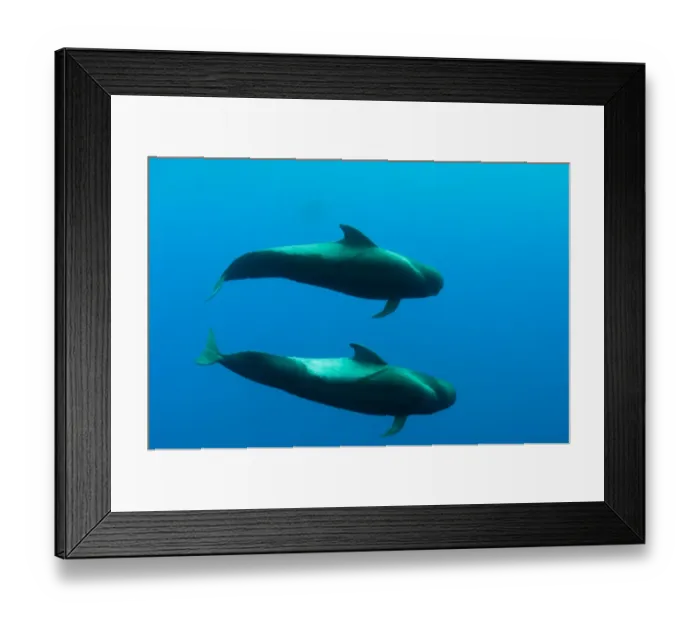 Framed Print : Two Shortfin pilot whales (Globicephala macrorhynchus) Canary Islands, Spain, Europe Framed Print : Two Shortfin pilot whales (Globicephala macrorhynchus) Canary Islands, Spain, Europe