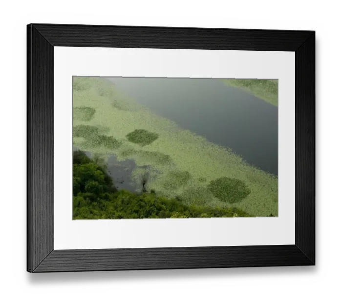 Framed Print : Aquatic plants at the edge of River Crnojevica, near Pavlova Strana, Rijeka Crnojevica Framed Print : Aquatic plants at the edge of River Crnojevica, near Pavlova Strana, Rijeka Crnojevica