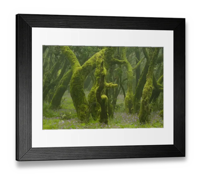 Framed Print : Laurisilva forest, Laurus azorica among other trees, Garajonay National Park, La Gomera Framed Print : Laurisilva forest, Laurus azorica among other trees, Garajonay National Park, La Gomera