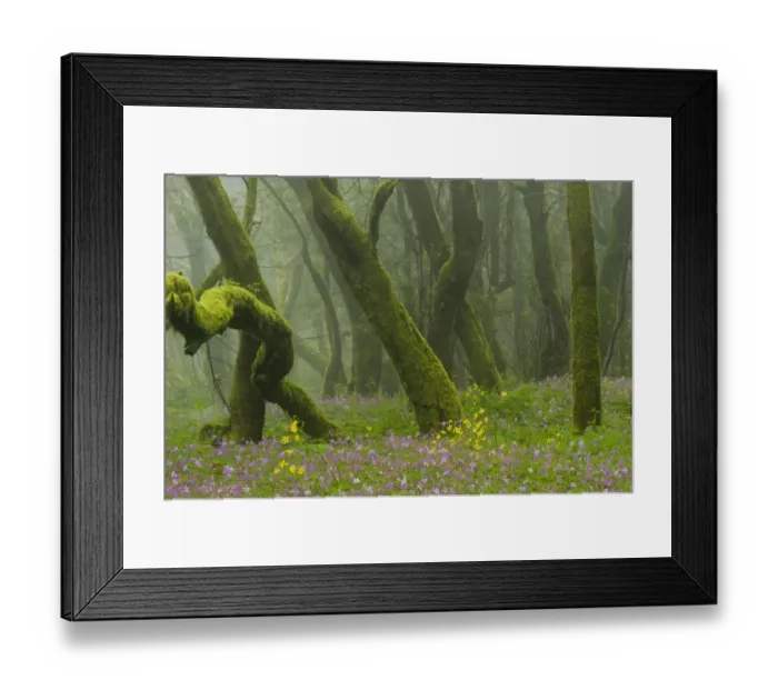 Framed Print : Laurisilva forest, Laurus azorica among other trees and Geraniums (Geranium canariensis) Framed Print : Laurisilva forest, Laurus azorica among other trees and Geraniums (Geranium canariensis)