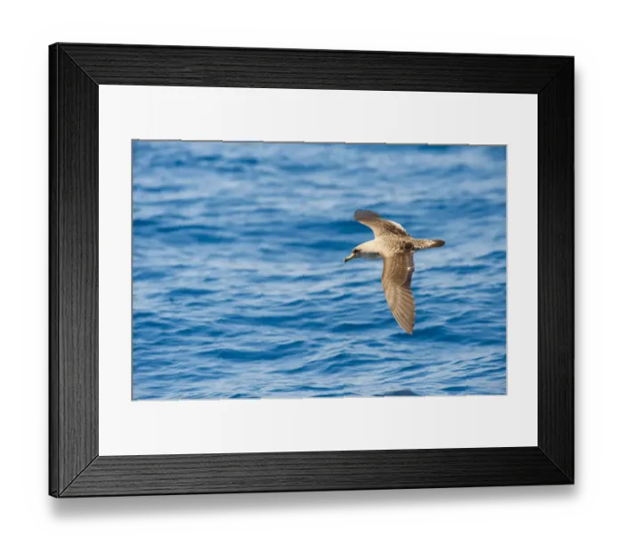 Framed Print : Corys Shearwater (Calonectris diomedea) in flight over sea, Canary Islands, May 2009 Framed Print : Corys Shearwater (Calonectris diomedea) in flight over sea, Canary Islands, May 2009