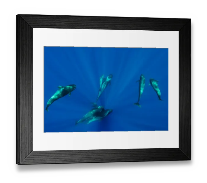Framed Print : Seven Shortfin pilot whales (Globicephala macrorhynchus) including one baby, Canary Islands Framed Print : Seven Shortfin pilot whales (Globicephala macrorhynchus) including one baby, Canary Islands