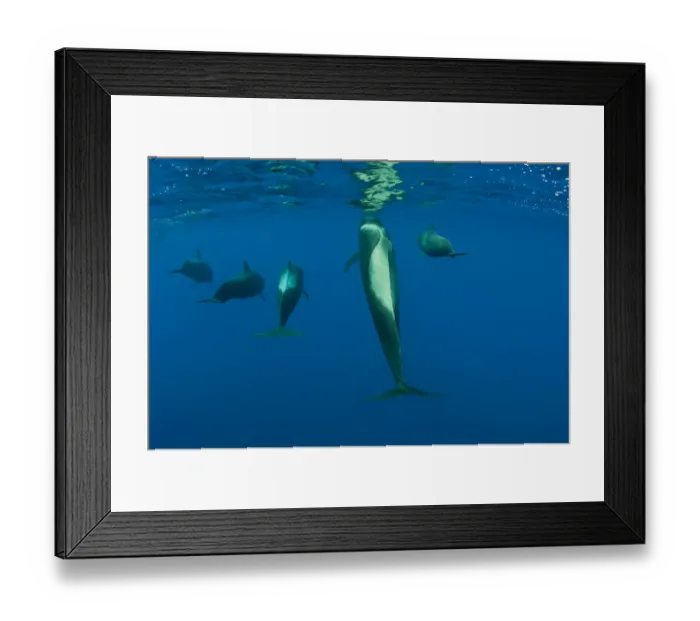 Framed Print : Rear view of five Shortfin pilot whales (Globicephala macrorhynchus) just below the surface Framed Print : Rear view of five Shortfin pilot whales (Globicephala macrorhynchus) just below the surface