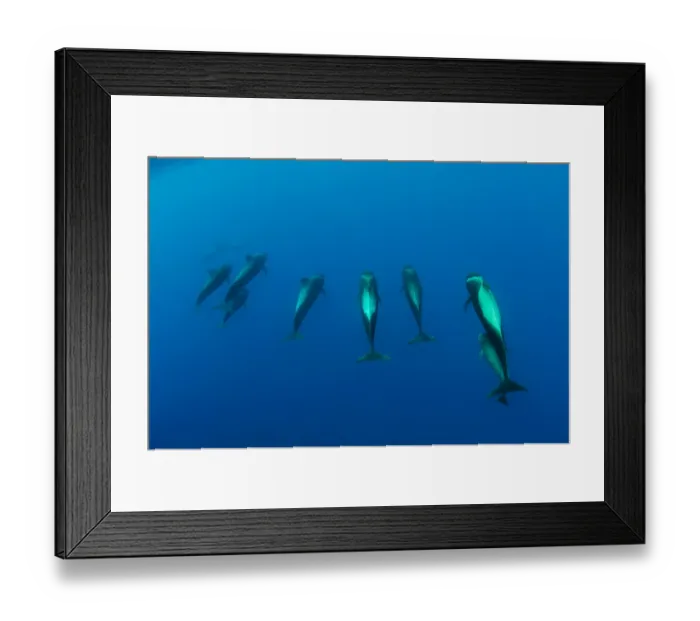 Framed Print : Shortfin pilot whale group (Globicephala macrorhynchus) Canary Islands, Spain, Europe Framed Print : Shortfin pilot whale group (Globicephala macrorhynchus) Canary Islands, Spain, Europe