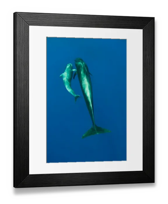 Framed Print : Shortfin pilot whale (Globicephala macrorhynchus) with baby, Canary Islands, Spain Framed Print : Shortfin pilot whale (Globicephala macrorhynchus) with baby, Canary Islands, Spain