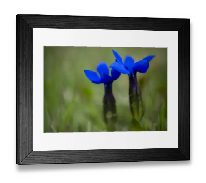 Framed Print : Spring gentian (Gentiana verna) flowers, Durmitor NP, Montenegro, May 2008 Framed Print : Spring gentian (Gentiana verna) flowers, Durmitor NP, Montenegro, May 2008