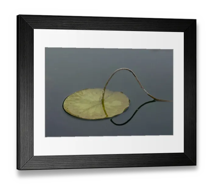 Framed Print : Water lilly (Nymphaea odorata) Lake Skadar, Lake Skadar National Park, Montenegro Framed Print : Water lilly (Nymphaea odorata) Lake Skadar, Lake Skadar National Park, Montenegro