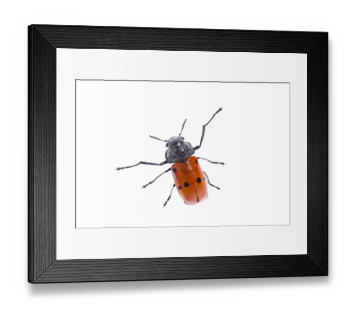 Framed Print : Leaf beetle (Clytra sp) Huelva, Spain, April 2009 Framed Print : Leaf beetle (Clytra sp) Huelva, Spain, April 2009