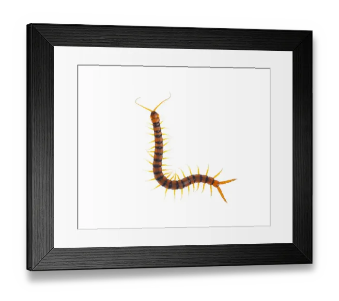 Framed Print : Centipede (Scolopendra cingulata) Huelva, Andalucia, Spain, May 2009. WWE OUTDOOR EXHIBITION