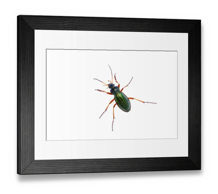 Framed Print : Golden ground beetle (Carabus auratus) Queyras Natural Park, France, May 2009 WWE Framed Print : Golden ground beetle (Carabus auratus) Queyras Natural Park, France, May 2009 WWE