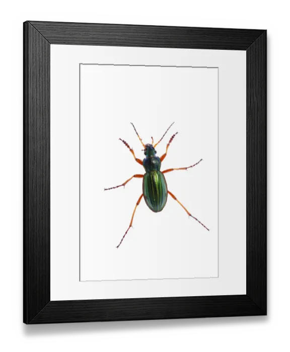 Framed Print : Golden ground beetle (Carabus auratus) Queyras Natural Park, France, May 2009 Framed Print : Golden ground beetle (Carabus auratus) Queyras Natural Park, France, May 2009