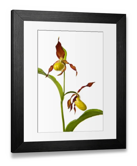 Framed Print : Yellow ladys slipper orchid (Cypripedium calceolus) in flower, France, May 2009 Framed Print : Yellow ladys slipper orchid (Cypripedium calceolus) in flower, France, May 2009