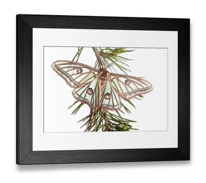 Framed Print : Male Spanish luna / Isabelline moth (Graellsia isabellina) on twig, Queyras Natural Park Framed Print : Male Spanish luna / Isabelline moth (Graellsia isabellina) on twig, Queyras Natural Park