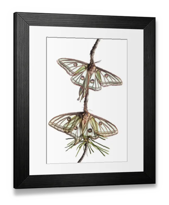 Framed Print : Pair of Spanish luna / Isabelline moths (Graellsia isabellina) on twig, Queyras Natural Park Framed Print : Pair of Spanish luna / Isabelline moths (Graellsia isabellina) on twig, Queyras Natural Park