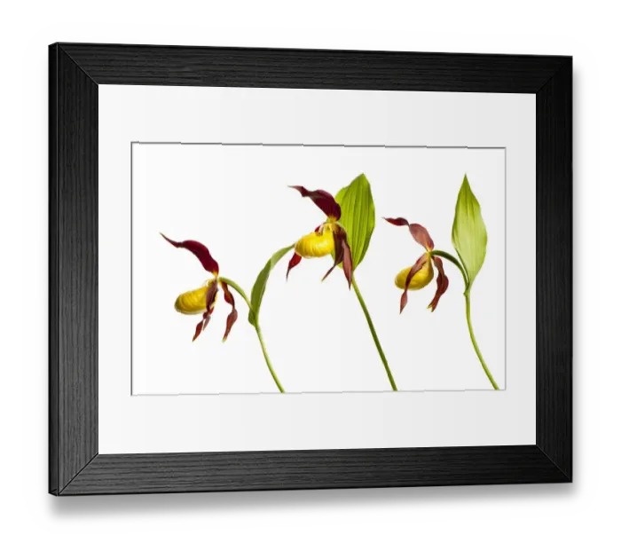 Framed Print : Three Yellow lady?s slipper orchids (Cypripedium calceolus) in flower, Queyras Natural Park Framed Print : Three Yellow lady?s slipper orchids (Cypripedium calceolus) in flower, Queyras Natural Park