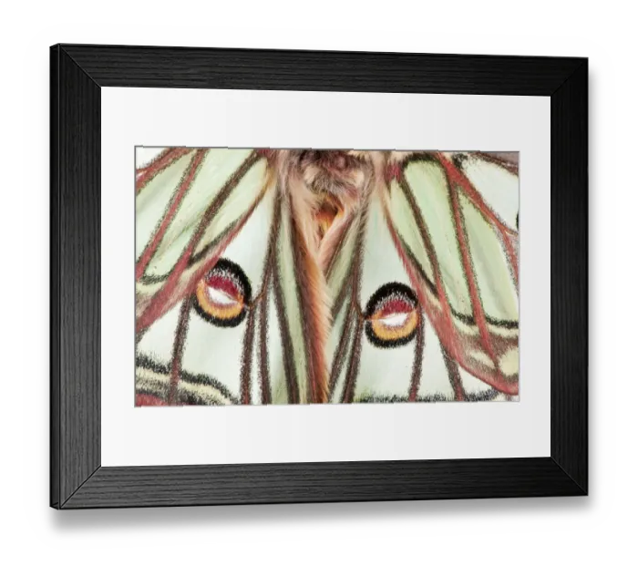 Framed Print : Male Spanish luna / Isabelline moth (Graellsia isabellina) close-up of wings, France Framed Print : Male Spanish luna / Isabelline moth (Graellsia isabellina) close-up of wings, France