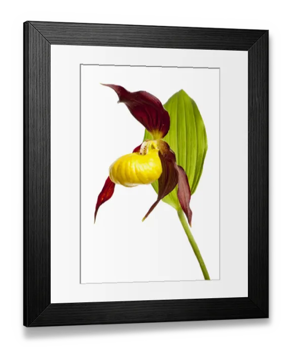 Framed Print : Yellow ladys slipper orchid (Cypripedium calceolus) flower, Queyras Natural Park Framed Print : Yellow ladys slipper orchid (Cypripedium calceolus) flower, Queyras Natural Park
