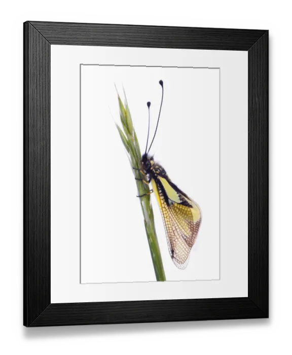 Framed Print : Owlfly (Libelloides coccajus) on grass, Queyras Natural Park, France, May 2009 Framed Print : Owlfly (Libelloides coccajus) on grass, Queyras Natural Park, France, May 2009