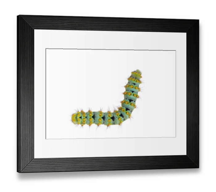 Framed Print : Small emperor moth (Saturnia pavonia) caterpillar, Digne les Bains, France, May 2009 Framed Print : Small emperor moth (Saturnia pavonia) caterpillar, Digne les Bains, France, May 2009