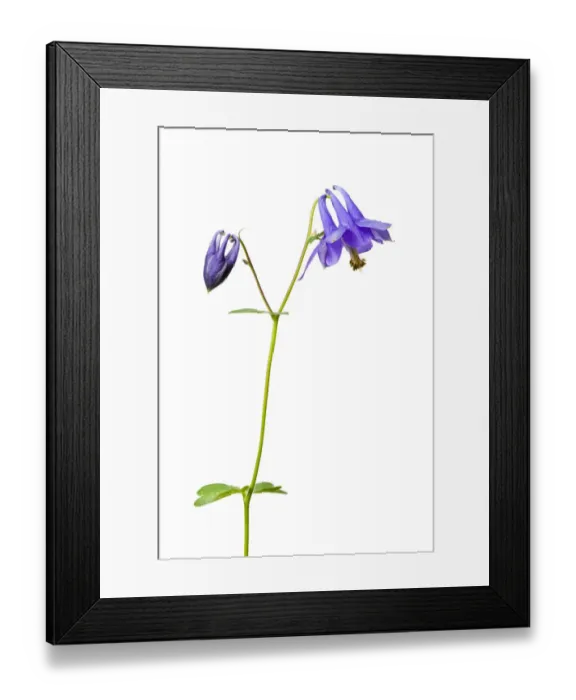 Framed Print : Wild columbine (Aquilegia vulgaris) in flower, Queyras Natural Park, France, May 2009 Framed Print : Wild columbine (Aquilegia vulgaris) in flower, Queyras Natural Park, France, May 2009