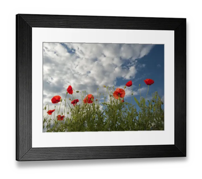 Framed Print : Common poppy (Papaver rhoeas) flowers, France, May 2009 Framed Print : Common poppy (Papaver rhoeas) flowers, France, May 2009
