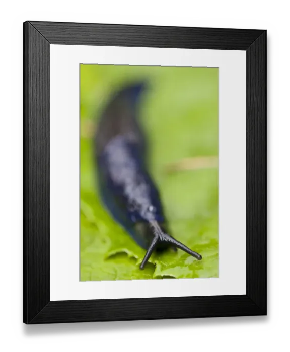 Framed Print : Carpathian blue slug (Bielzia coerulans) on leaf, endemic to the Carpathian mountains Framed Print : Carpathian blue slug (Bielzia coerulans) on leaf, endemic to the Carpathian mountains