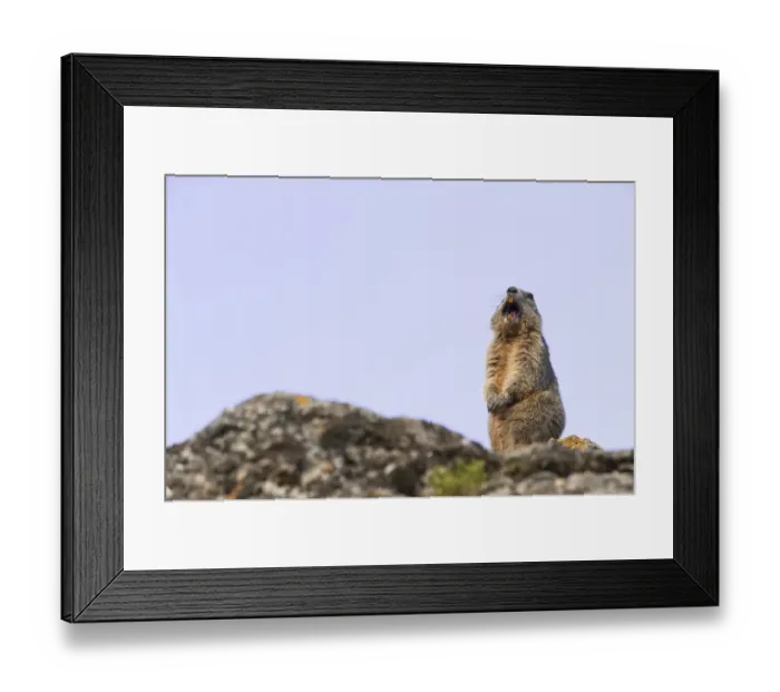 Framed Print : Alpine marmot (Marmota marmota) giving an alarm call, Guillestre, Queyras, France Framed Print : Alpine marmot (Marmota marmota) giving an alarm call, Guillestre, Queyras, France