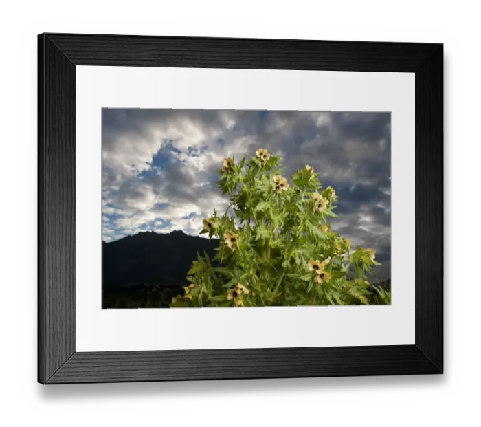 Framed Print : Henbane (Hyoscyamus niger) in flower, France, Queyras Natural Park, May 2009 Framed Print : Henbane (Hyoscyamus niger) in flower, France, Queyras Natural Park, May 2009